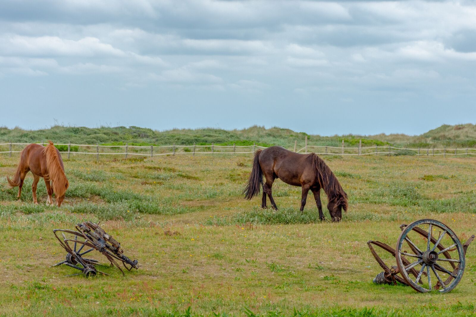 Nikon D7200 sample photo. Horses, meadow, nature photography