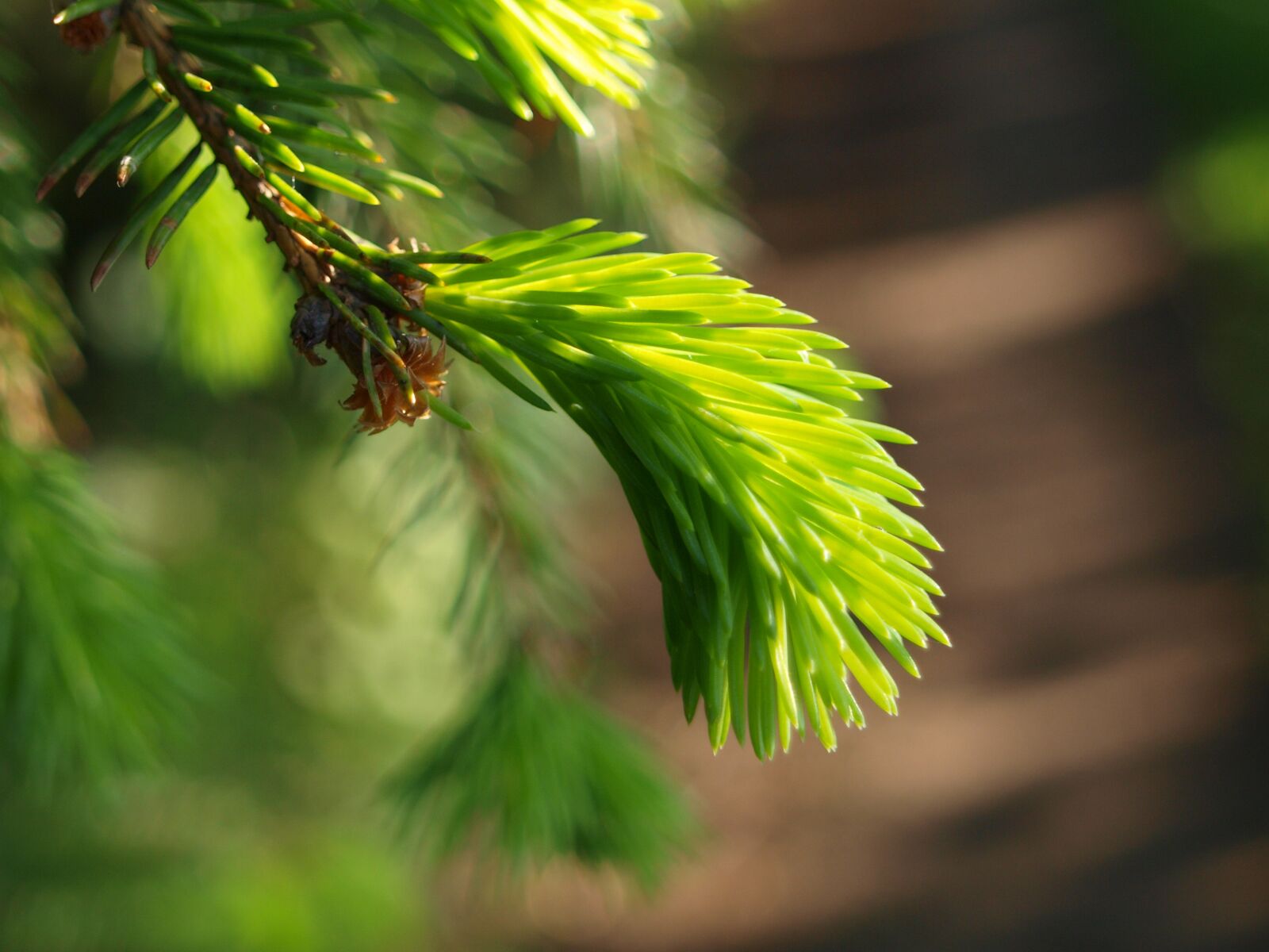 Olympus E-420 (EVOLT E-420) sample photo. Spruce, tree, nature photography