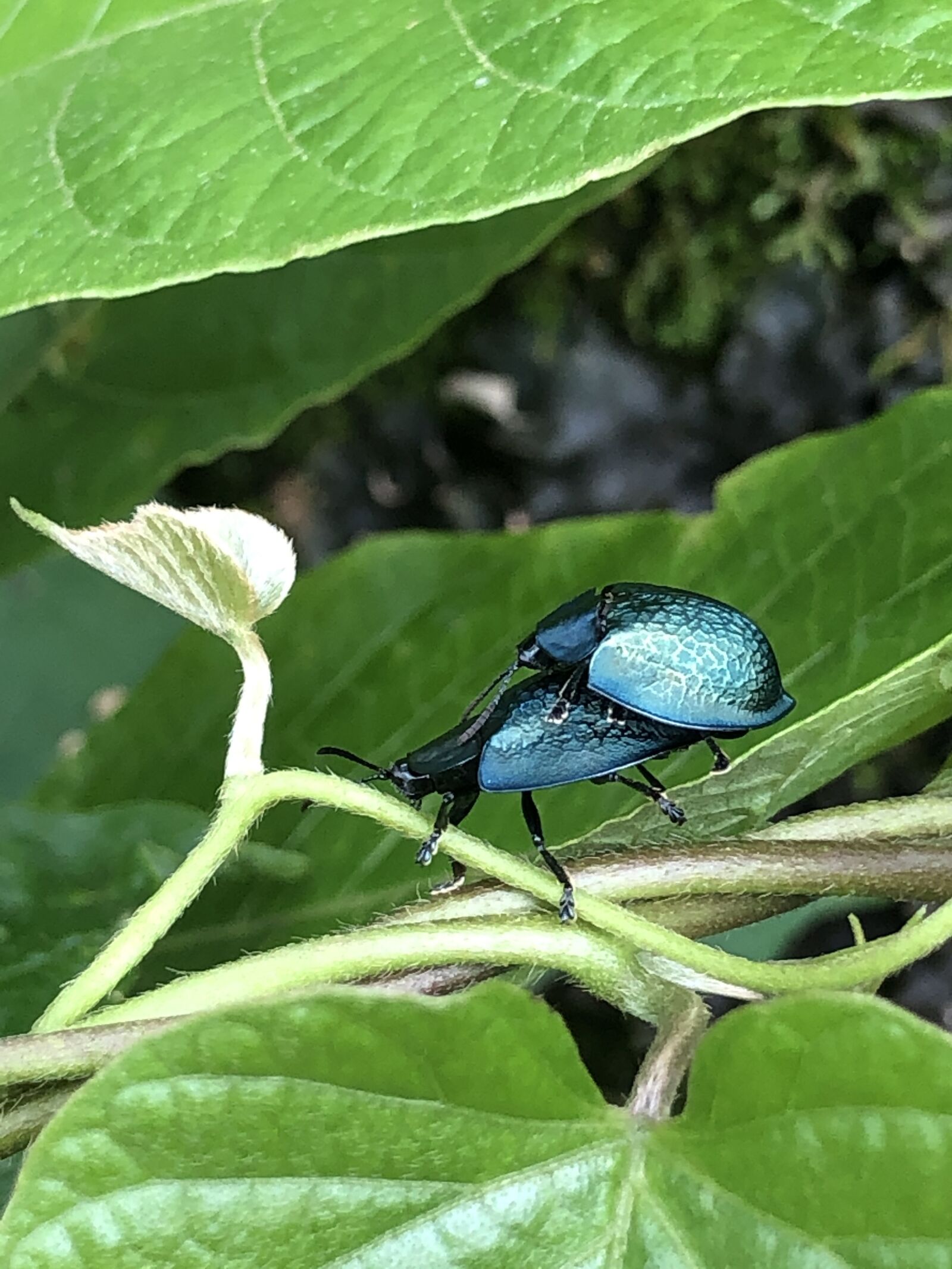 iPhone 8 back camera 3.99mm f/1.8 sample photo. Bug, nature, insect photography