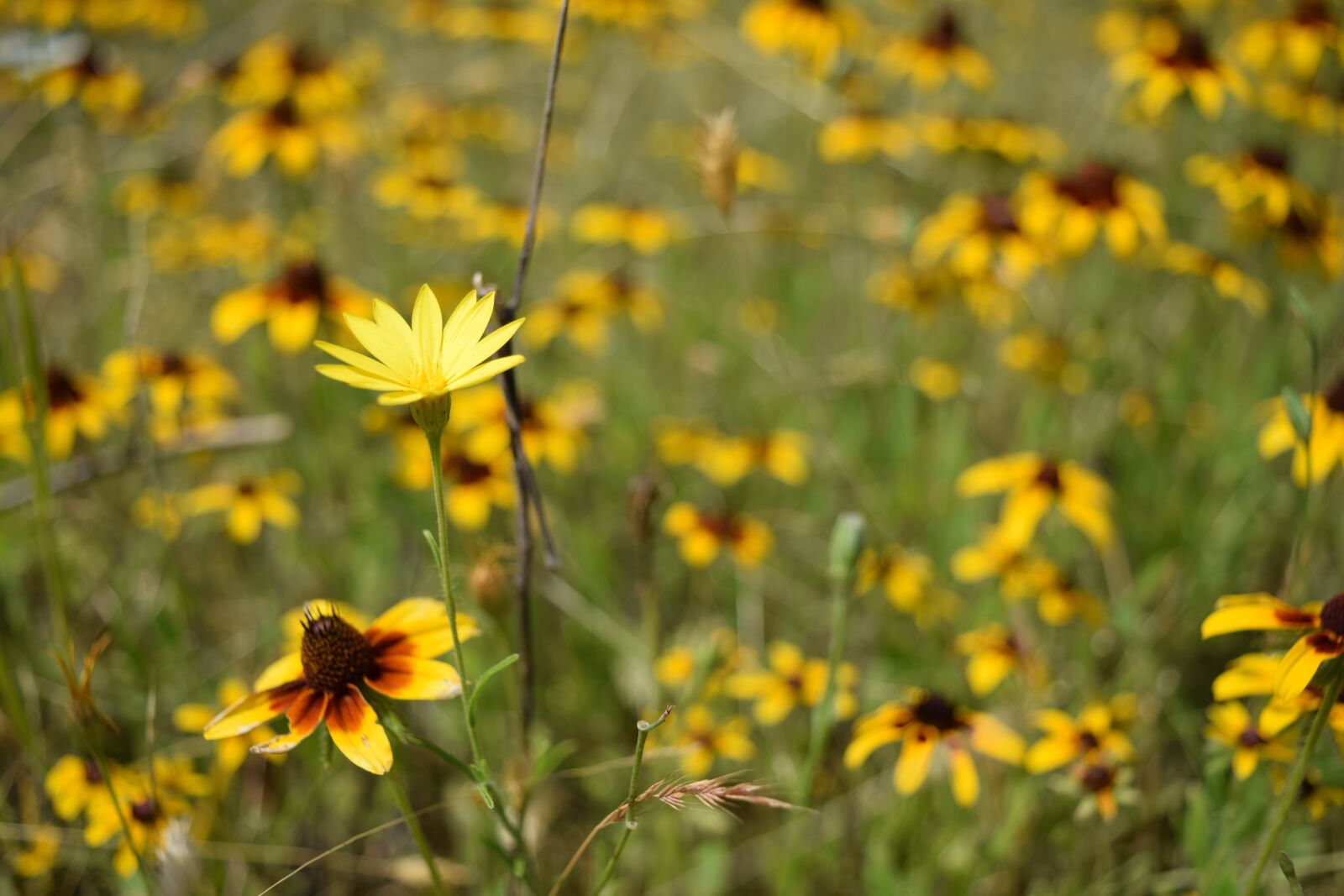 Nikon D3300 sample photo. Flower, texas, field photography