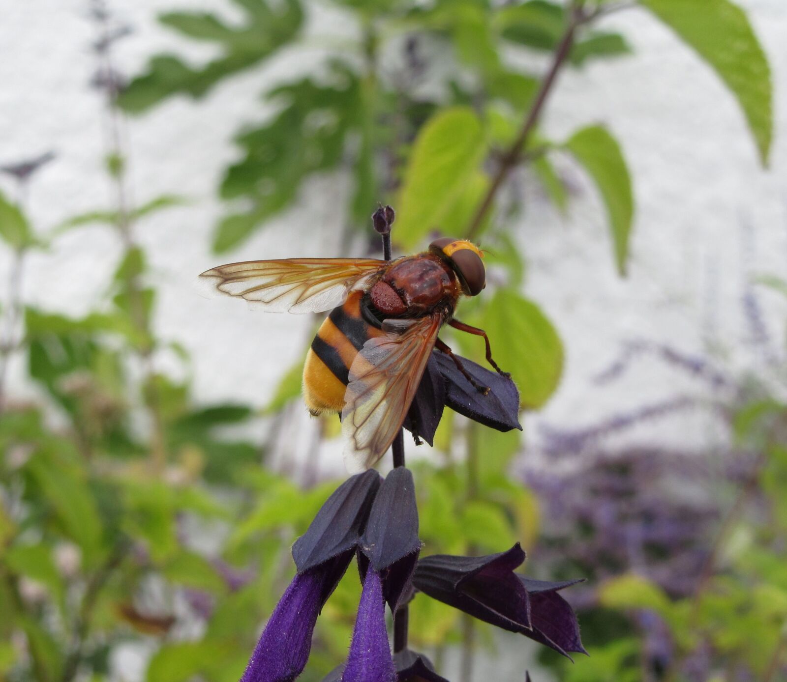 Canon PowerShot SX610 HS sample photo. Hoverfly, hornet hoverfly, salvia photography