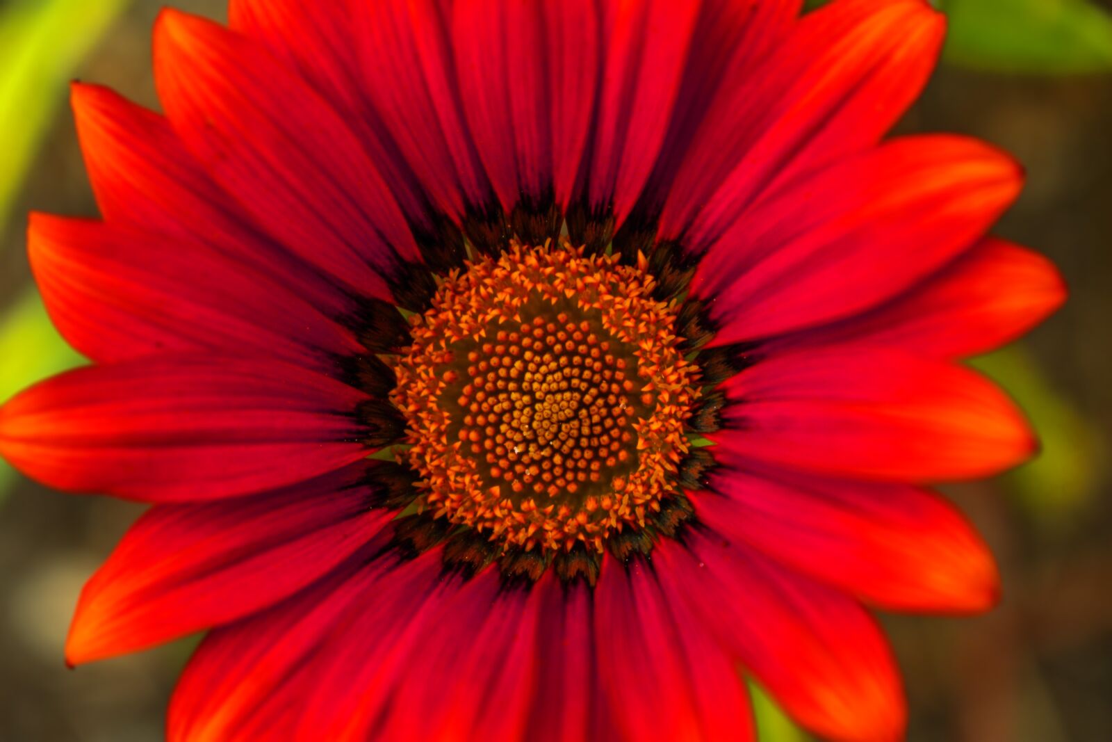Nikon D3400 sample photo. Flower beautiful, nature, spring photography
