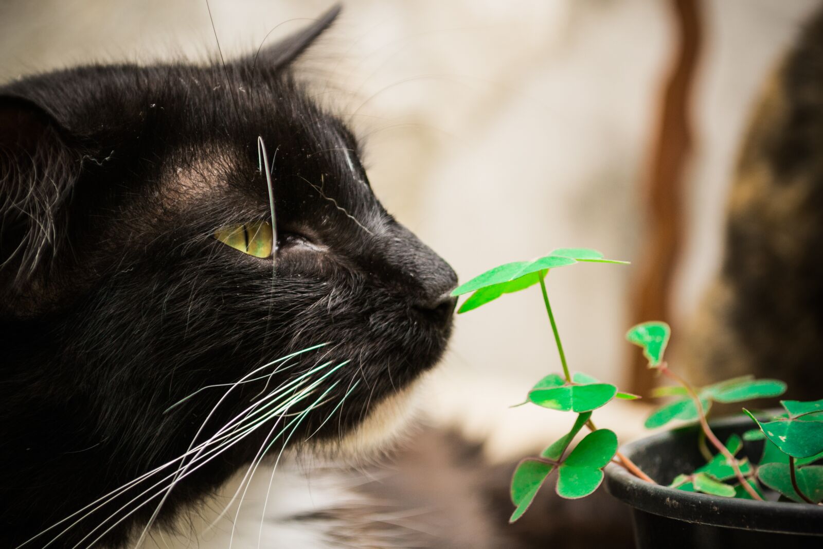Nikon D3100 sample photo. Cat, pet, animal photography