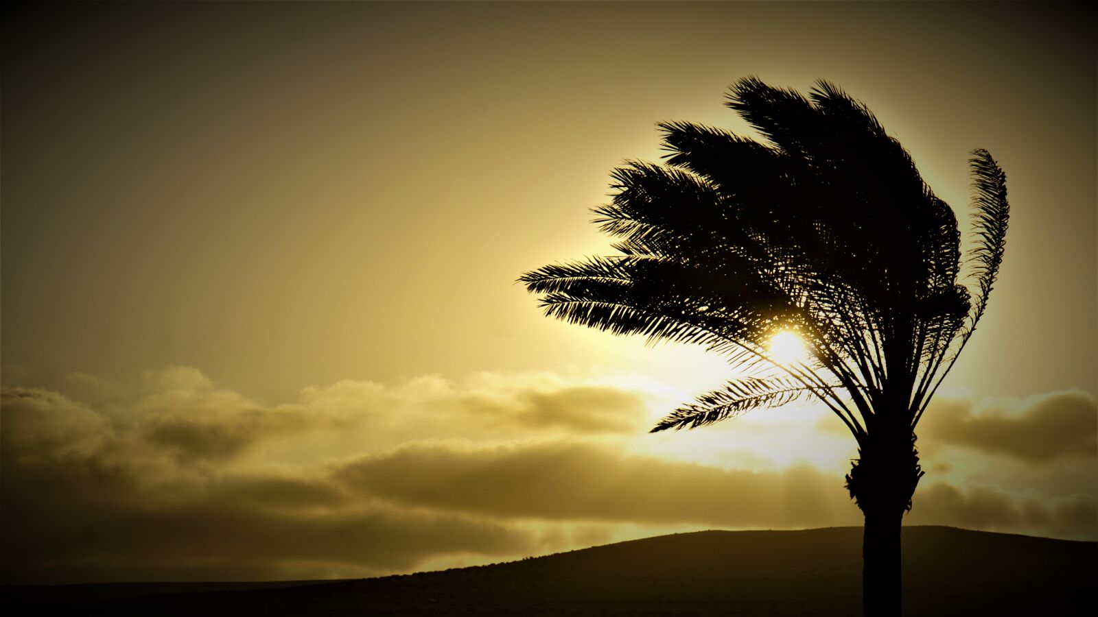 Sony E 18-200mm F3.5-6.3 OSS LE sample photo. Palm, sunset, fuerteventura photography