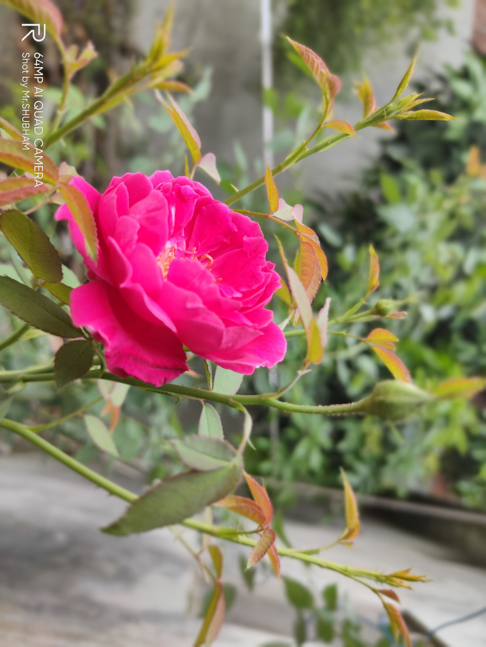 Realme XT sample photo. Rose, flower, garden photography