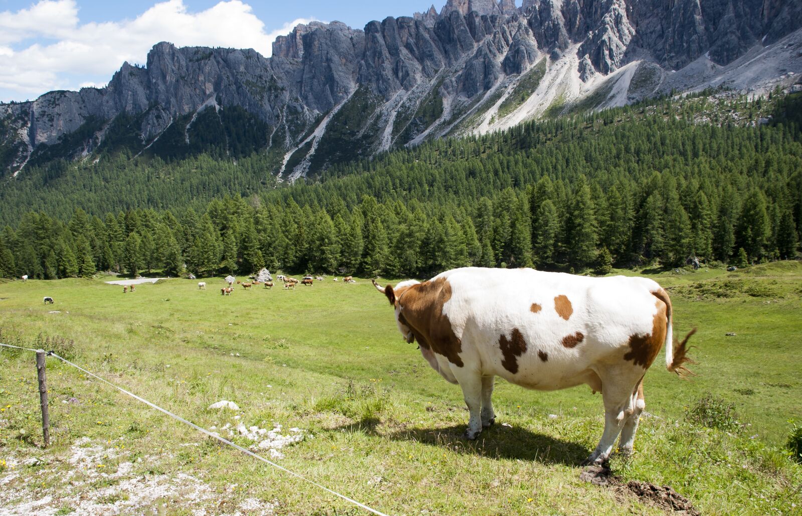 Nikon D80 sample photo. Grazing cows, meadow, mountains photography