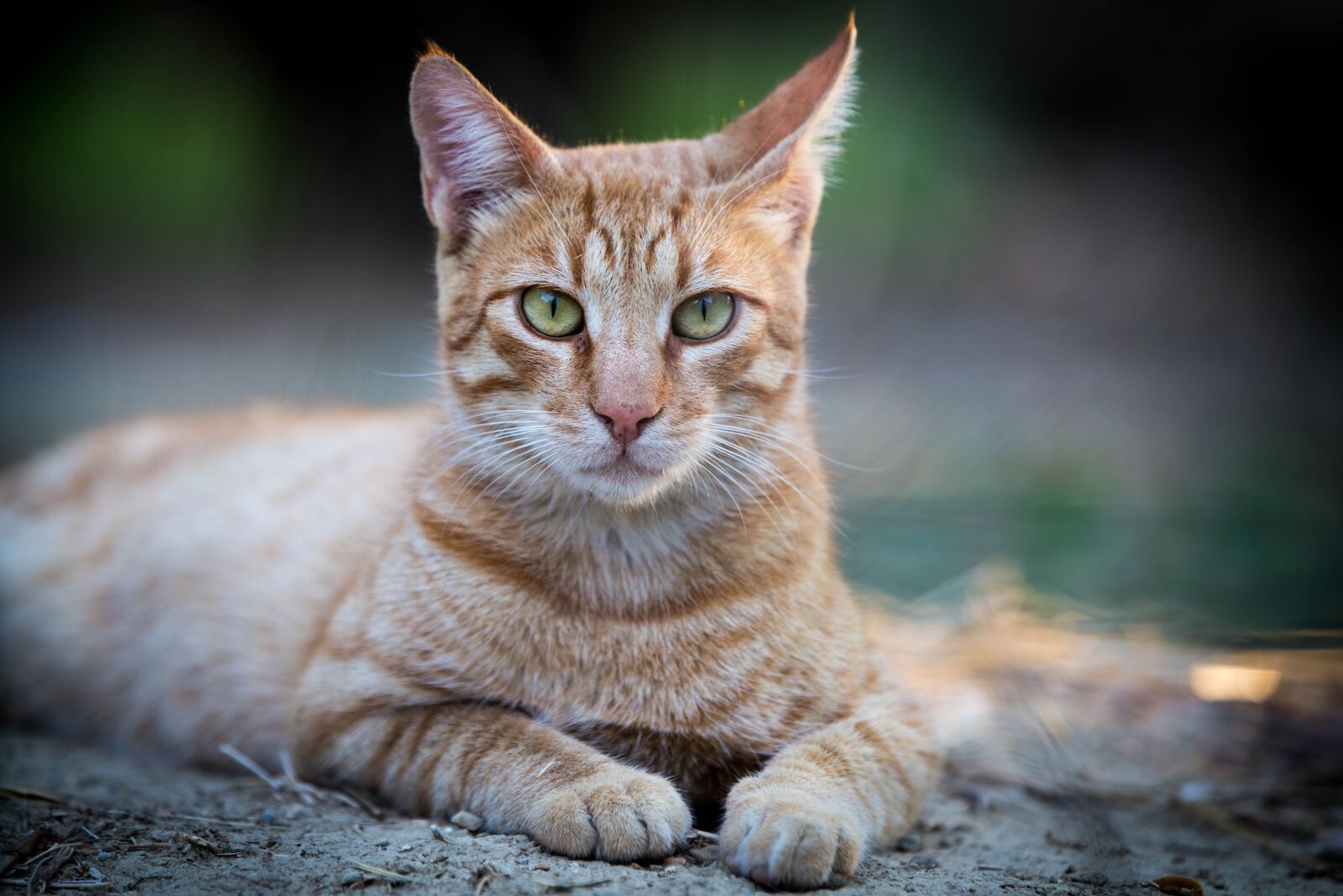 Canon EOS 6D sample photo. Cat, red tomcat, pet photography