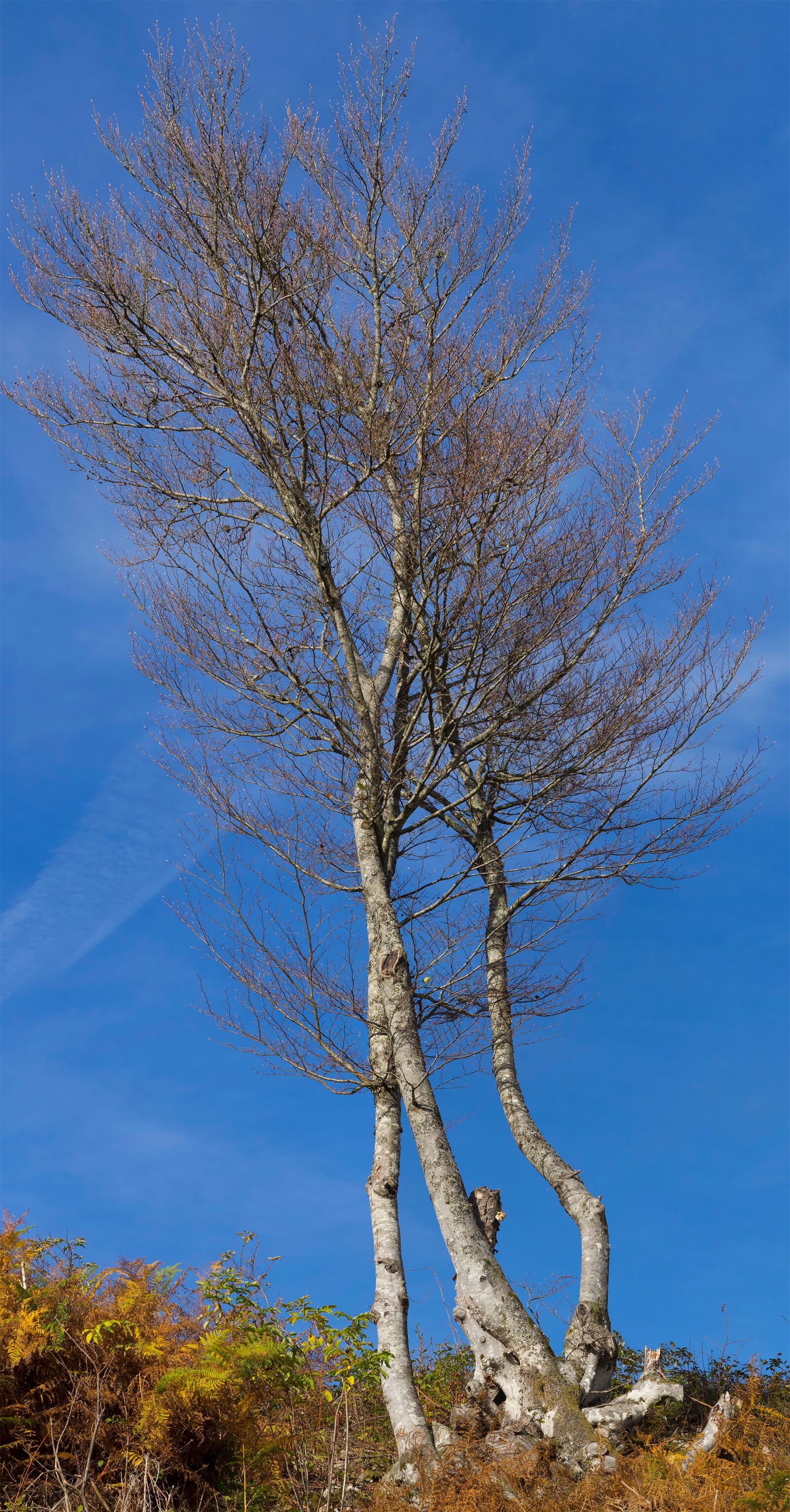 Olympus M.Zuiko Digital ED 40-150mm F2.8 Pro sample photo. Tree, sky, fall photography
