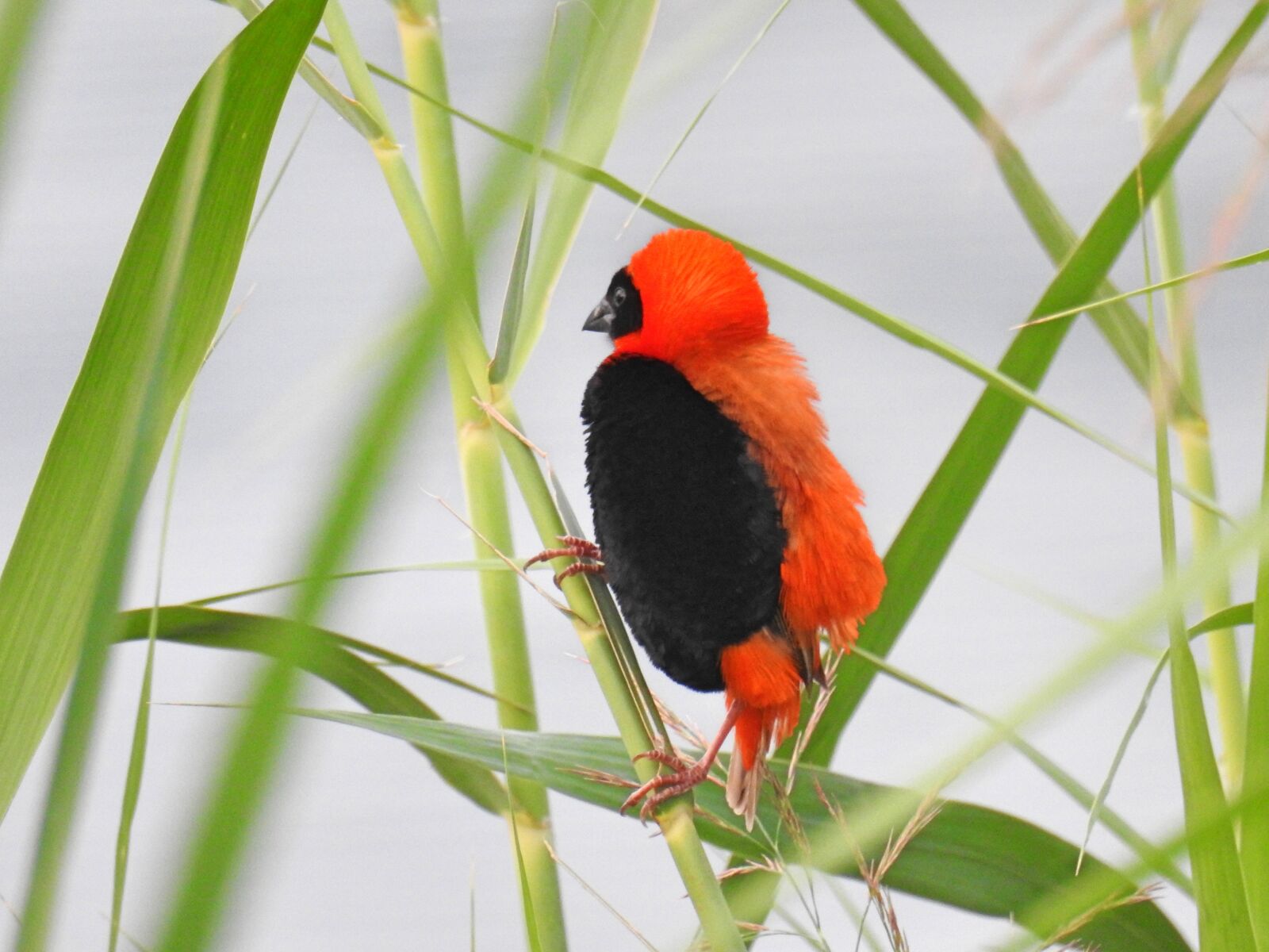 Nikon Coolpix P900 sample photo. Red bishop, wildlife, bird photography