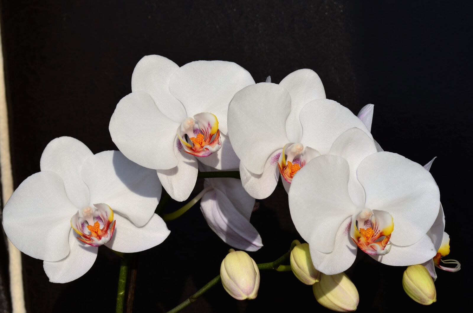 Nikon D5100 sample photo. Orchid, white, flower photography