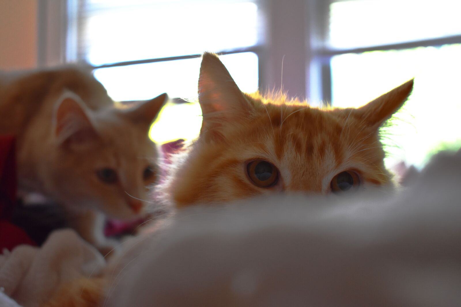 Nikon D3400 sample photo. Cat, hunt, stare photography