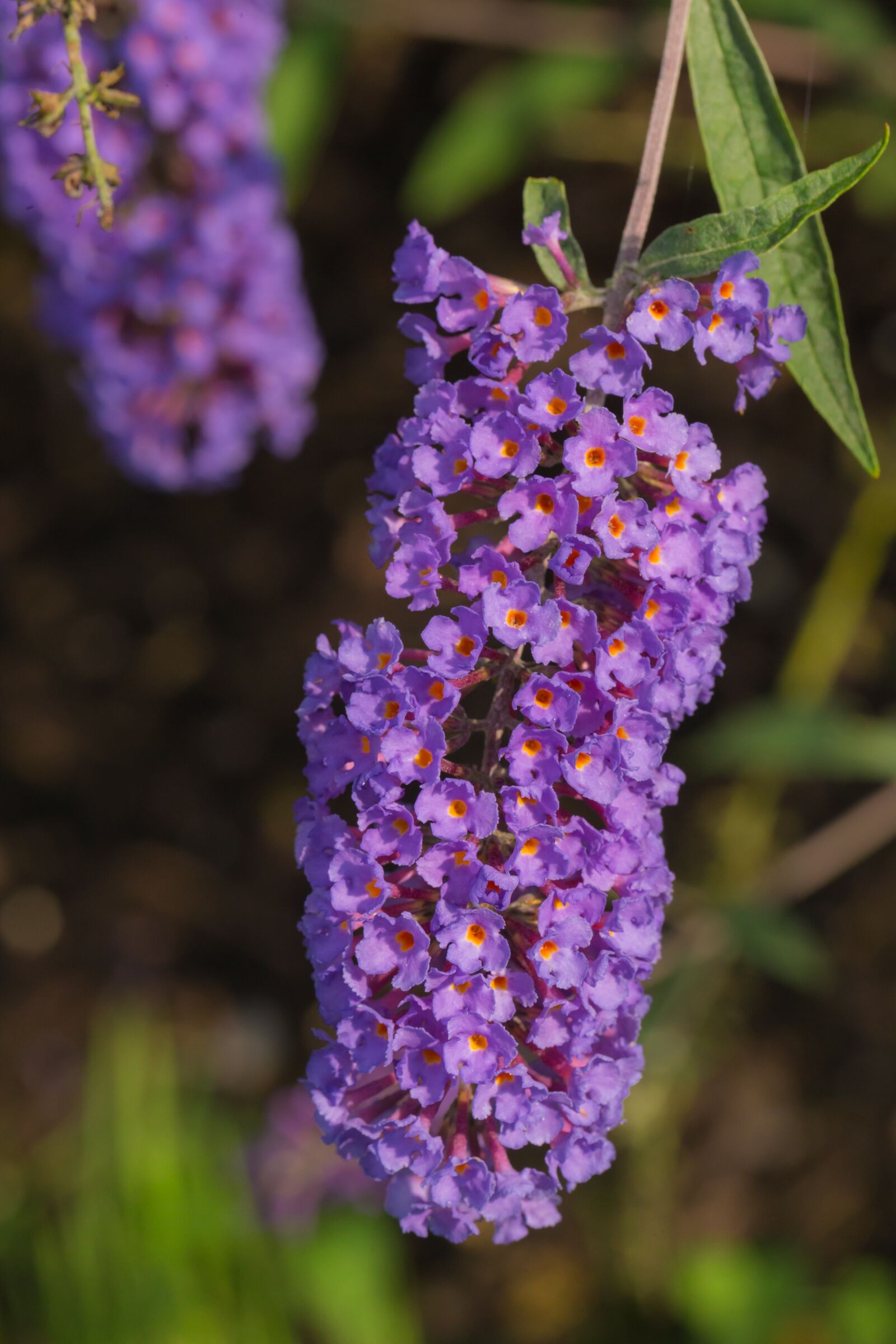 Canon EOS-1D X + Canon EF 100mm F2.8L Macro IS USM sample photo. Perennial, flowers, shrubs photography