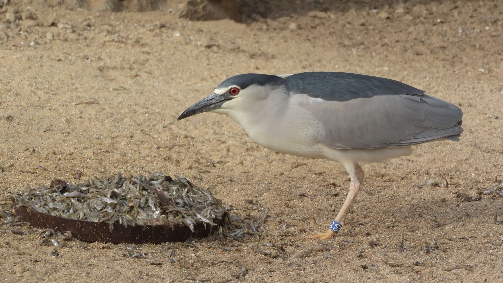 Nikon Coolpix P610 sample photo. Night heron, night heron photography