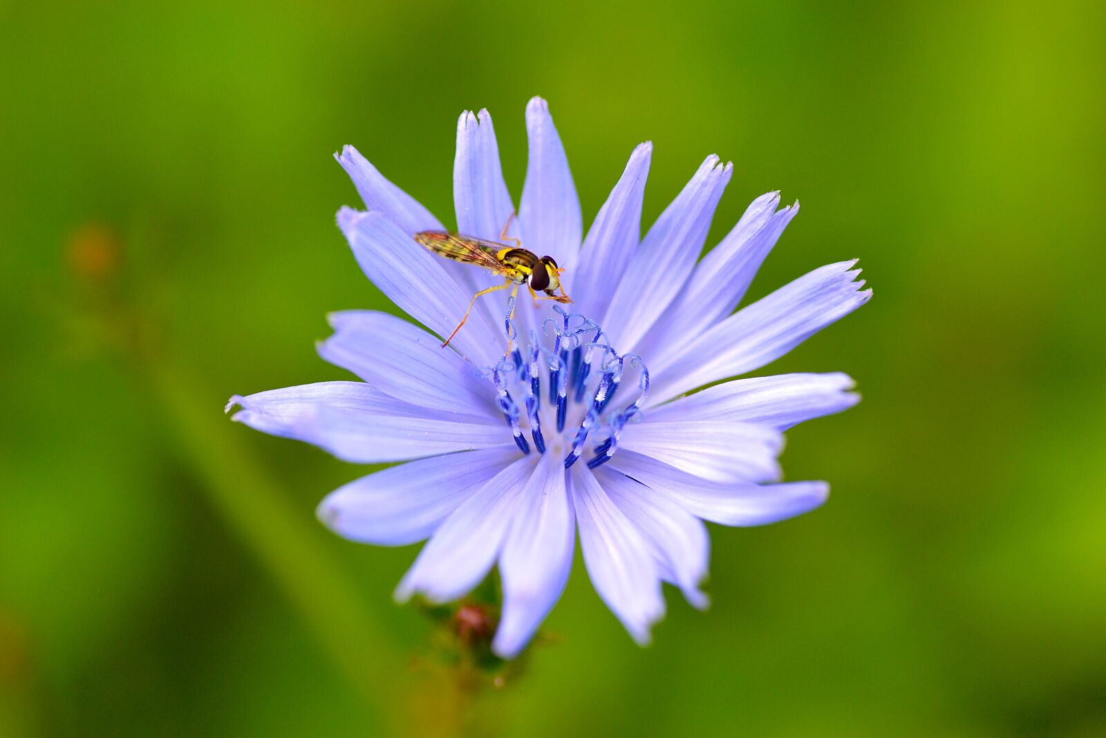 Nikon D3100 sample photo. Blossom, bloom, purple photography
