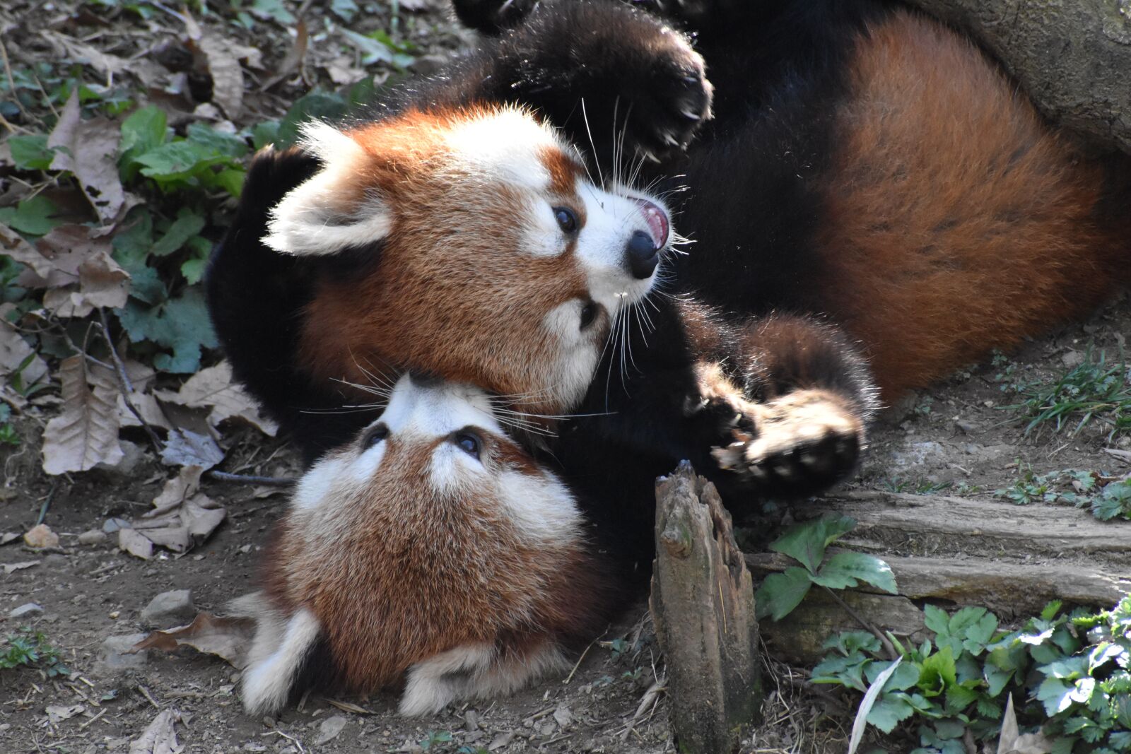 Nikon D5600 sample photo. Red, panda, animal photography