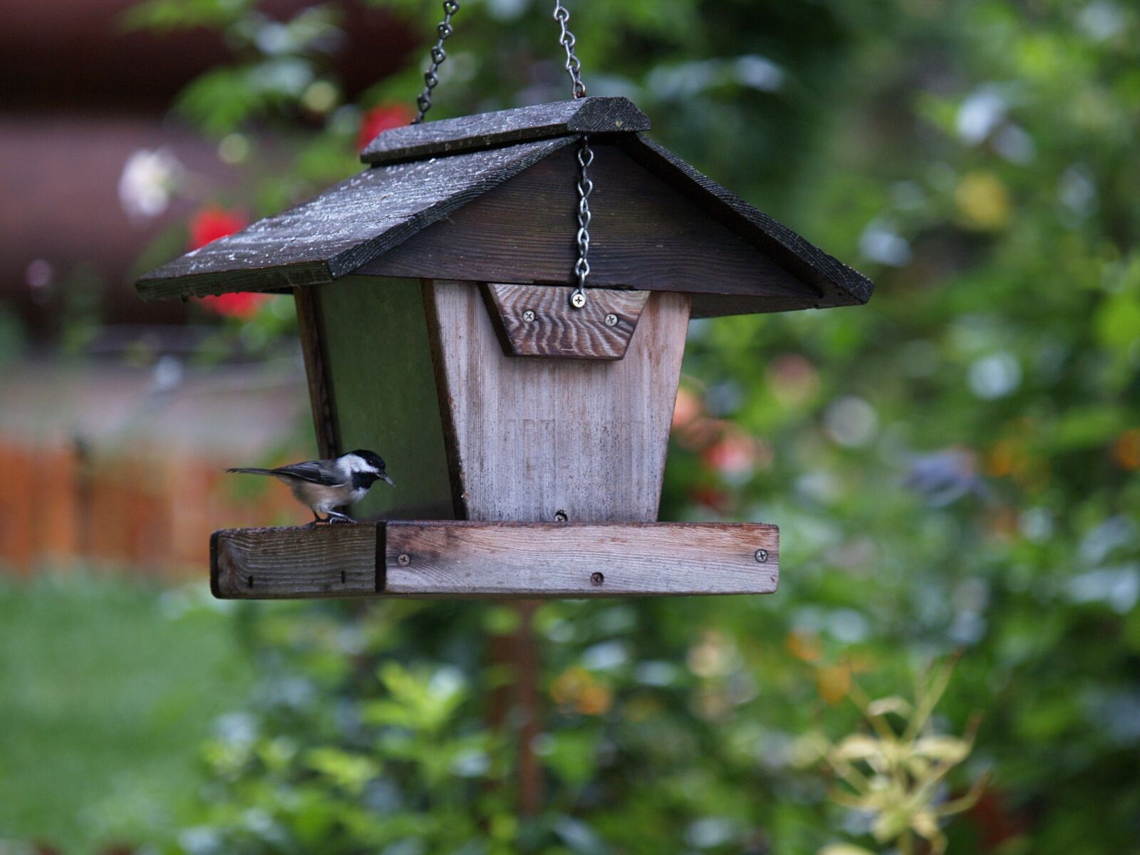 Olympus E-330 (EVOLT E-330) sample photo. Bird feeder, chickadee, bird photography