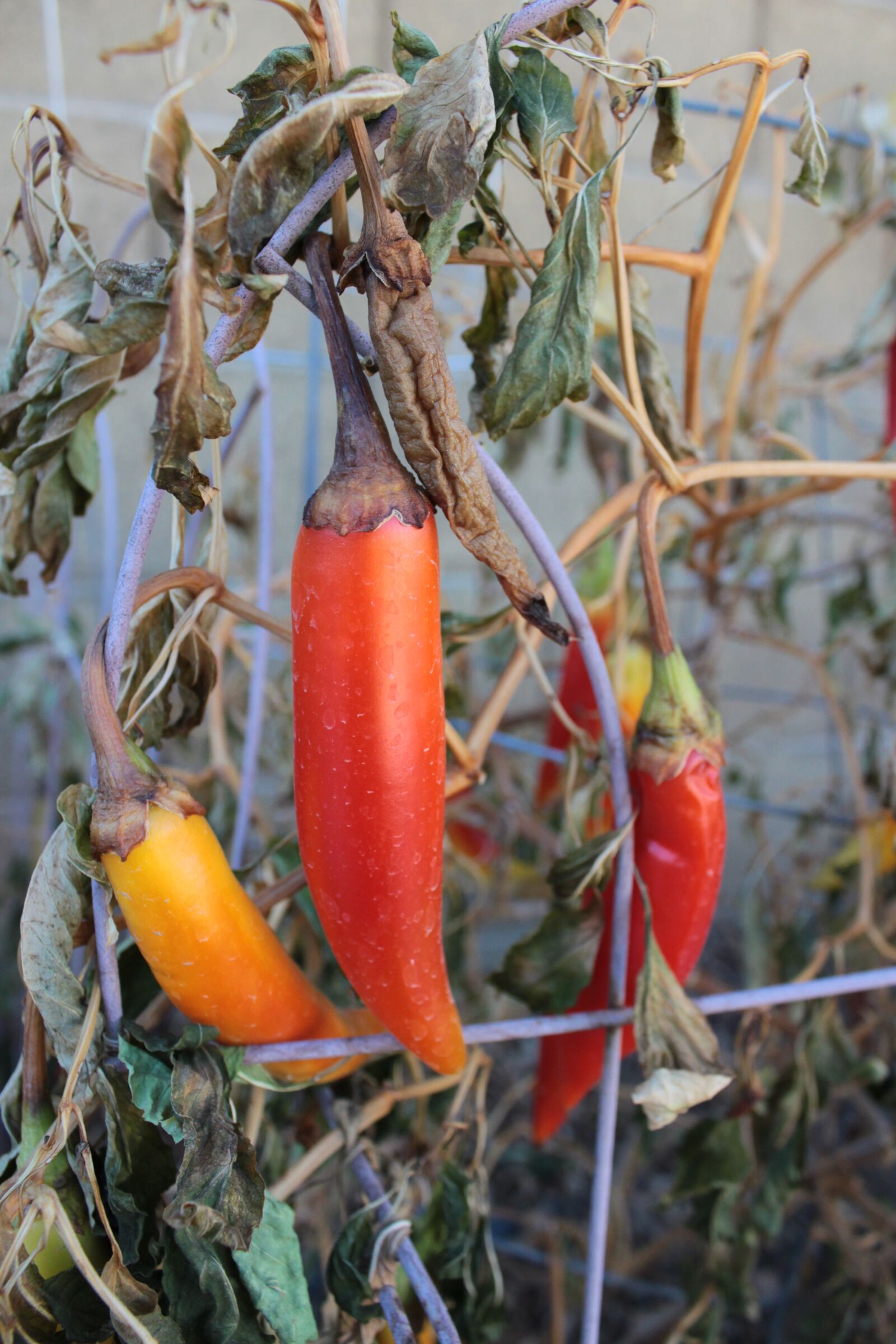 Canon EOS 500D (EOS Rebel T1i / EOS Kiss X3) sample photo. Peppers, outside, food photography