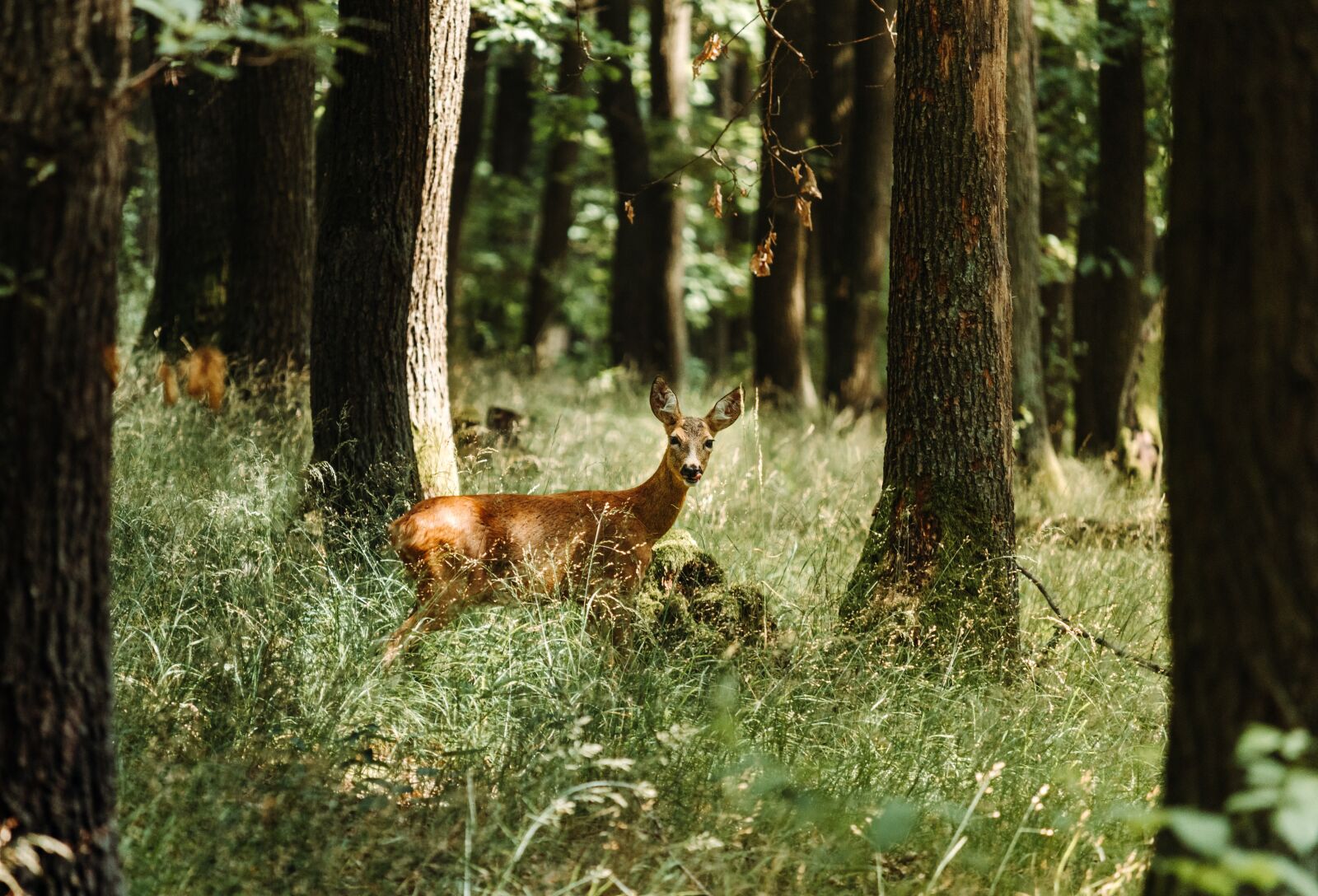 Canon EF-S 55-250mm F4-5.6 IS STM sample photo. Deer, fawn, nature photography