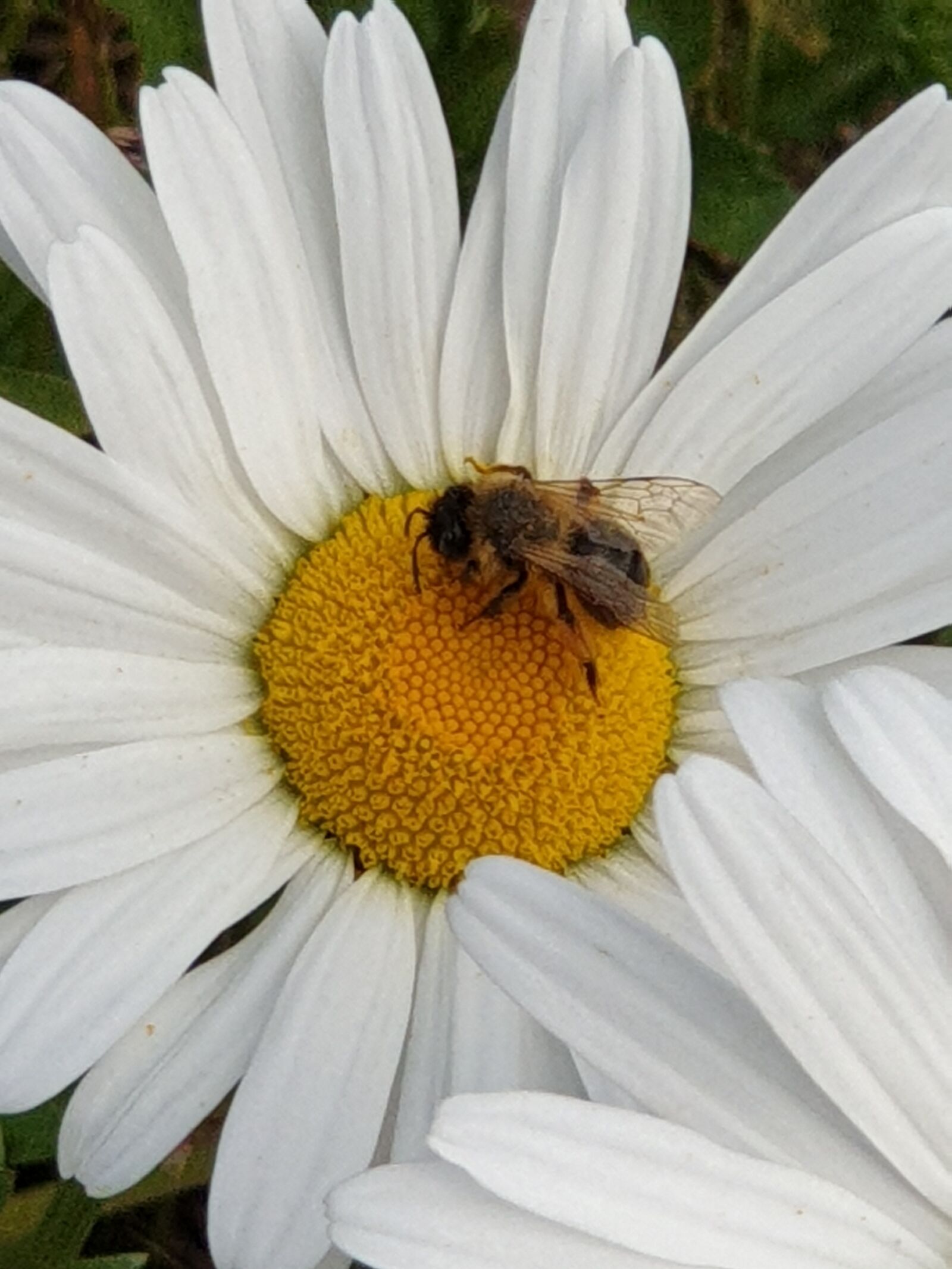 Samsung Galaxy Note9 sample photo. The flower and the photography