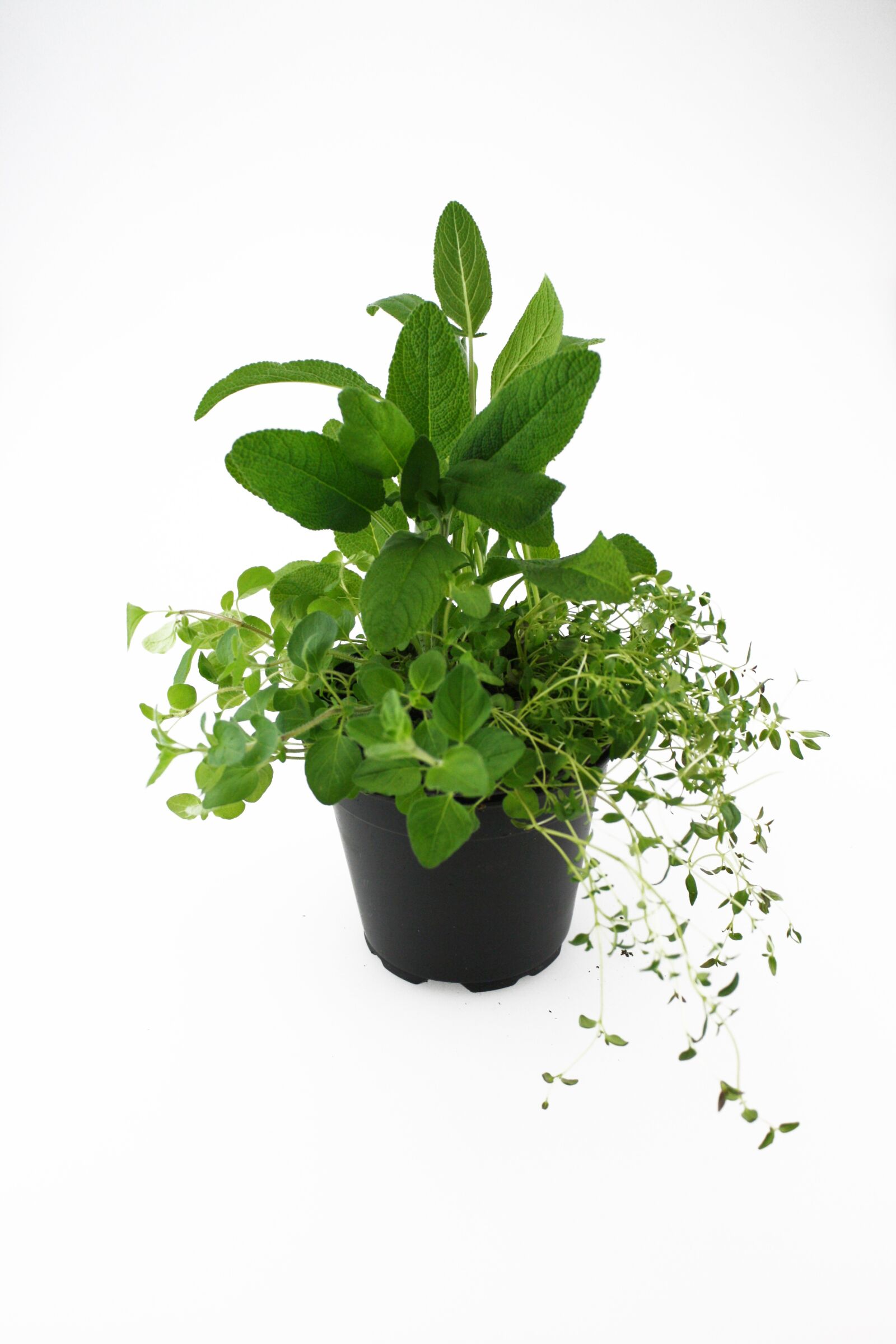 Canon EOS 1000D (EOS Digital Rebel XS / EOS Kiss F) sample photo. Herbs, oregano, thyme photography