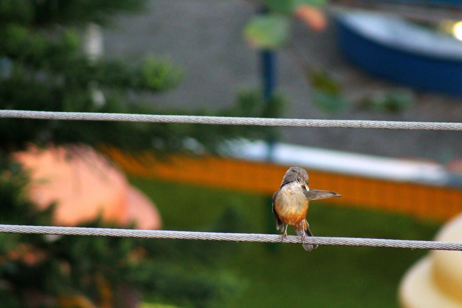 Canon EOS 1300D (EOS Rebel T6 / EOS Kiss X80) sample photo. Wise-orange blossom, bird, brazilian photography