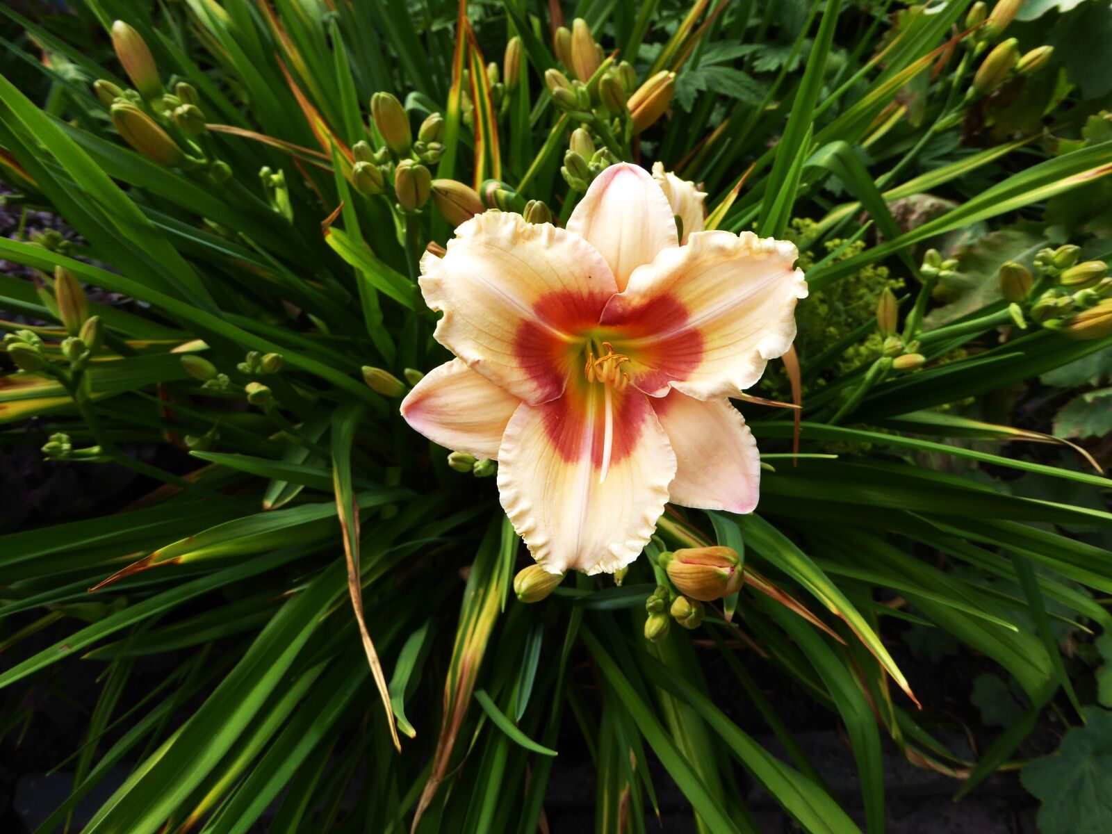 Panasonic DMC-TZ61 sample photo. Lily, yellow, pink photography