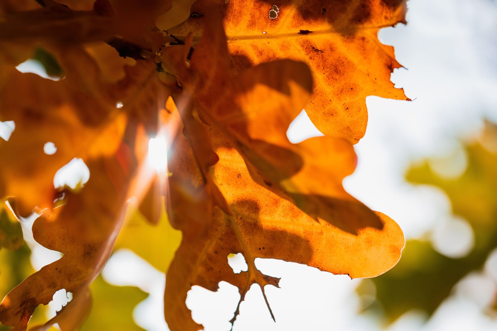 Canon EF 100mm F2.8L Macro IS USM sample photo. Foliage, autumn, orange photography