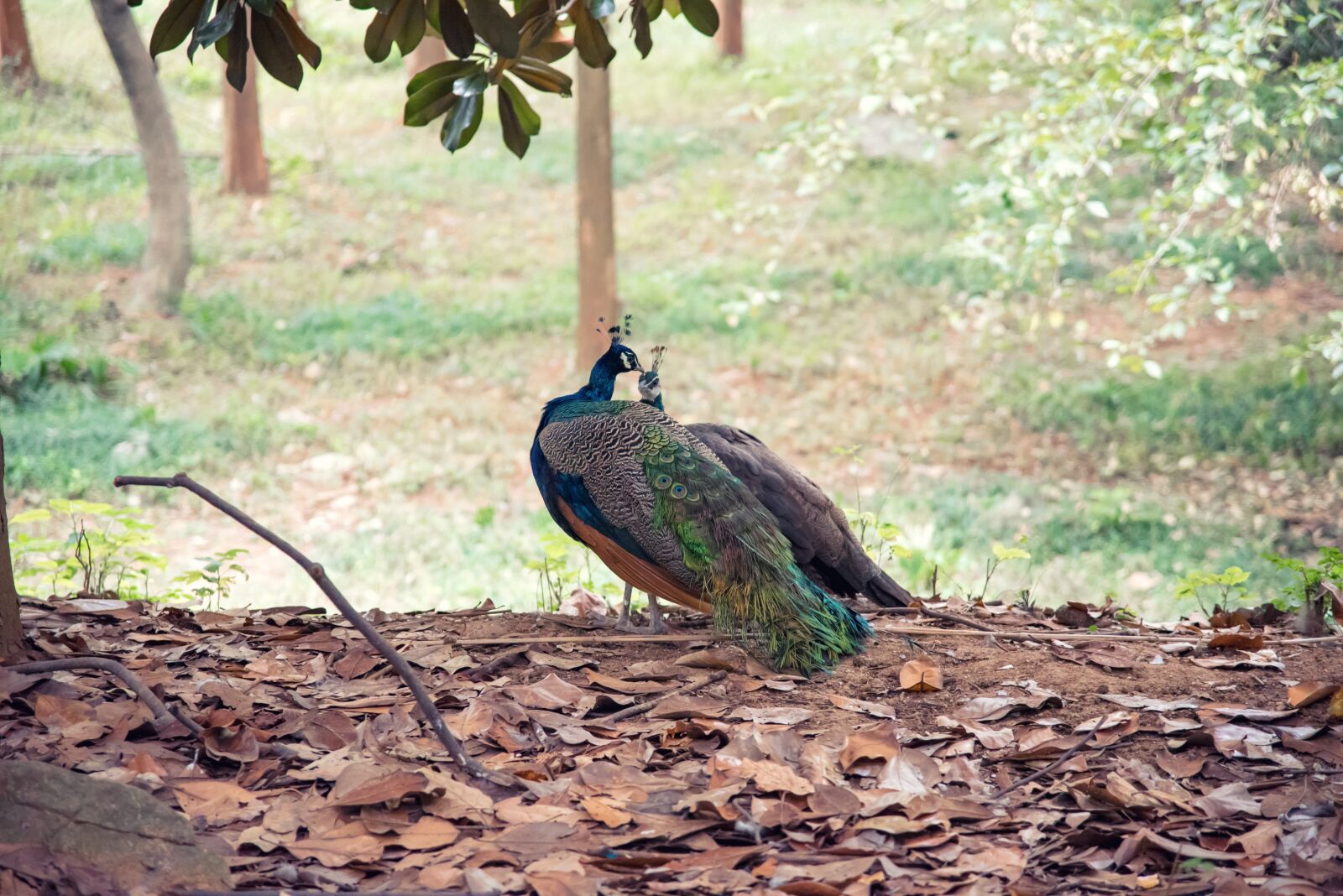 Nikon D750 sample photo. Animal, peacock, zoo photography