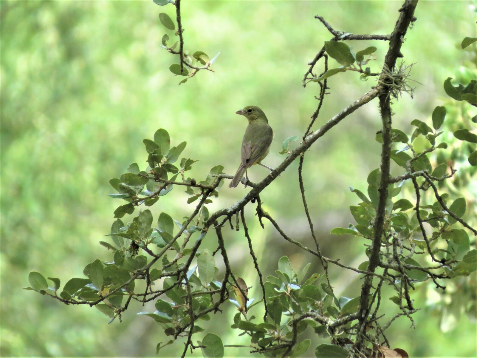 Canon PowerShot SX50 HS sample photo. Bird, tree, yellow photography
