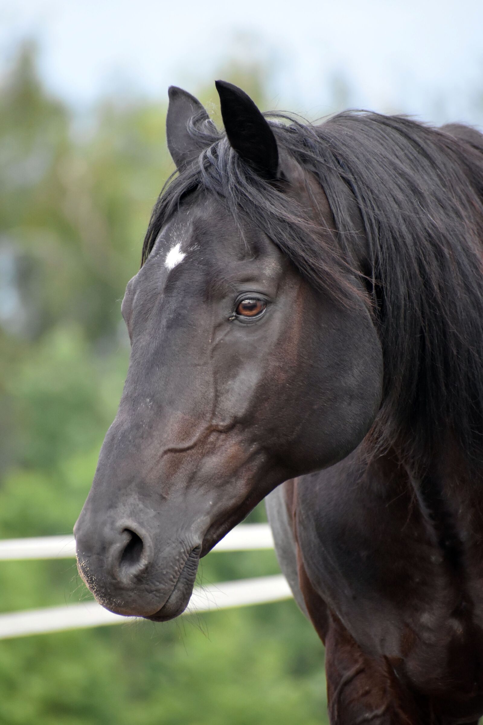 Nikon D3500 sample photo. Horse, rap, horse head photography