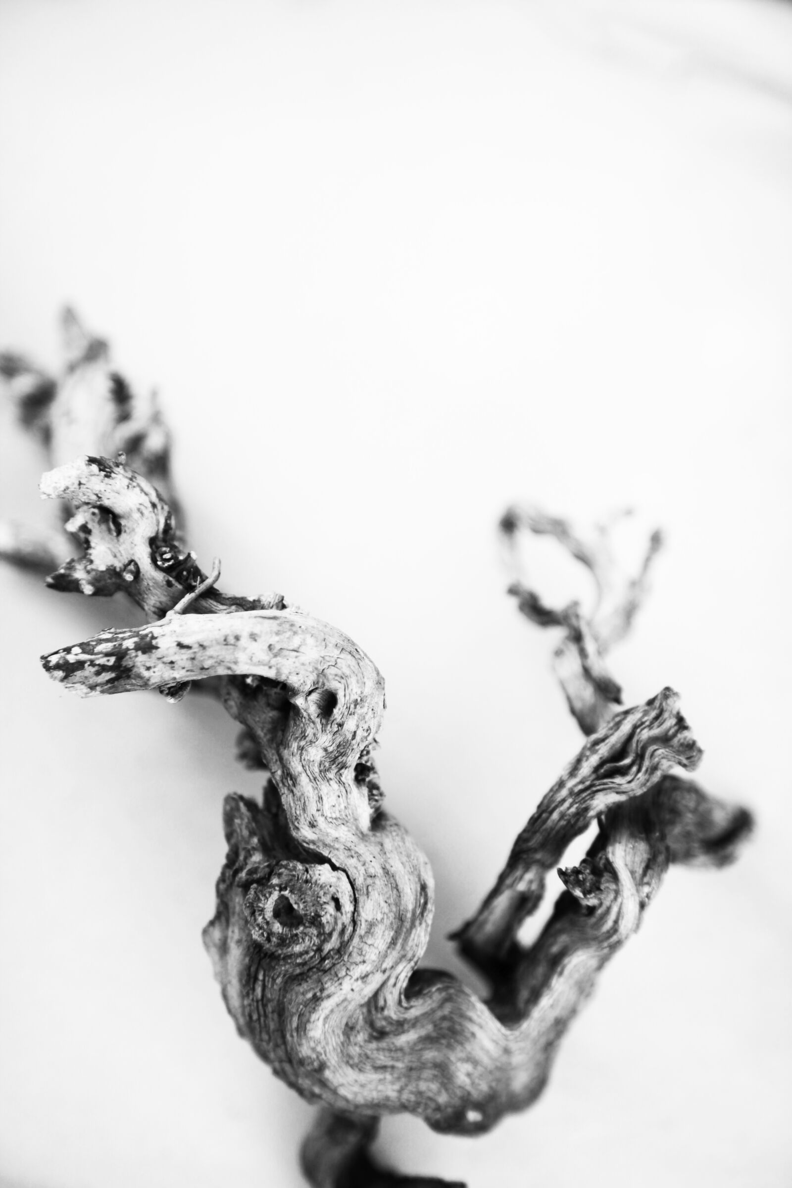 Canon EOS 5D Mark II sample photo. Old, wood, root photography