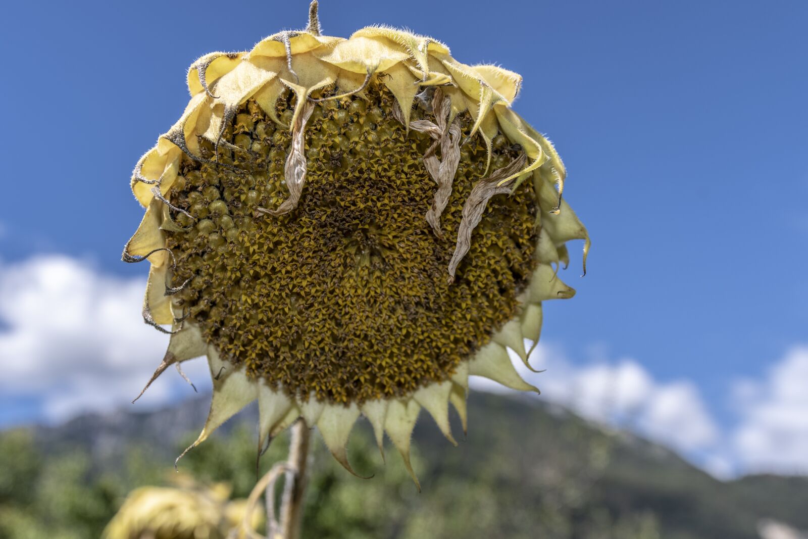Nikon D7500 sample photo. Sunflower, flower, summer photography