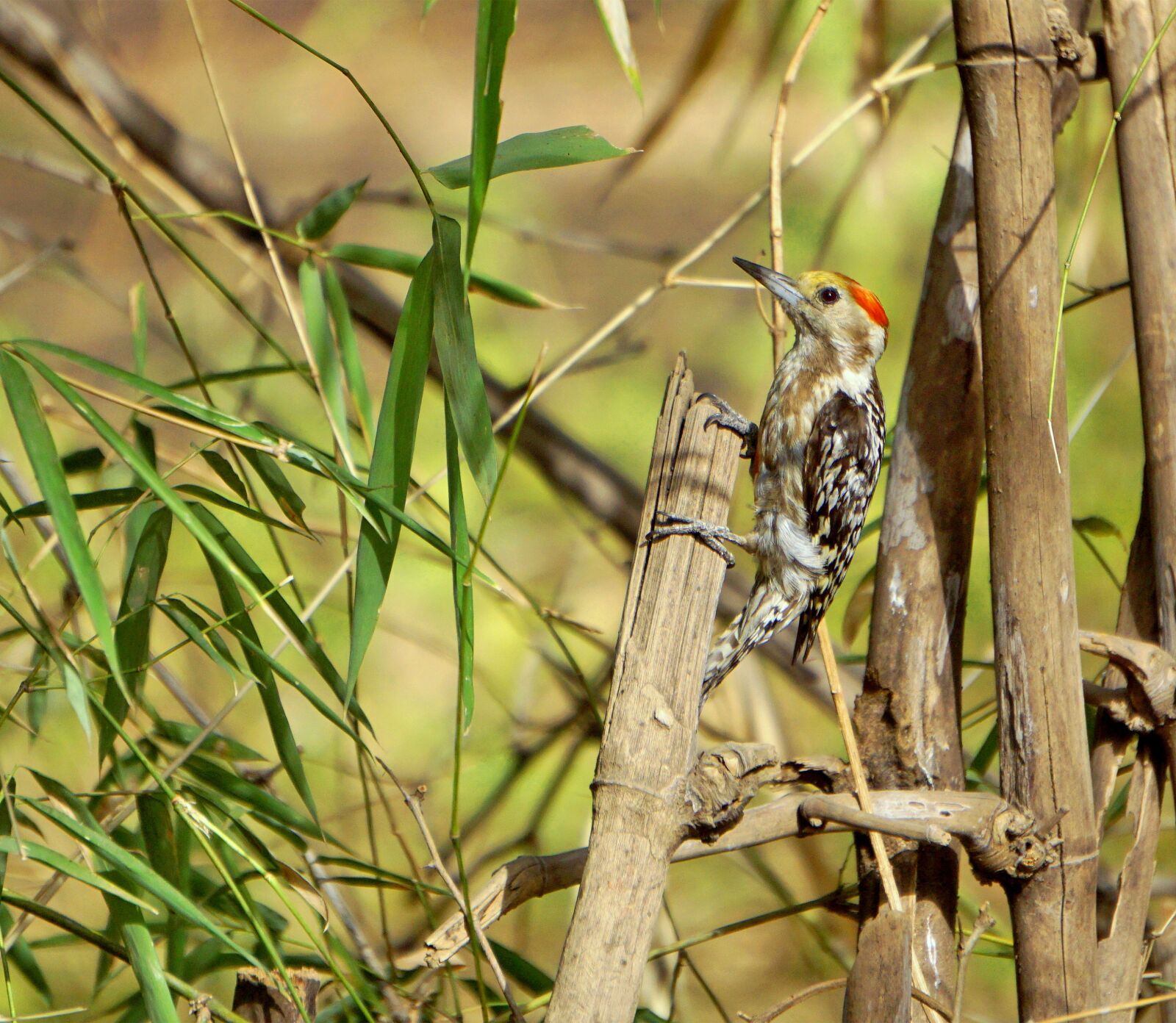 Sony a6000 sample photo. Woodpeckers, indian, wild photography