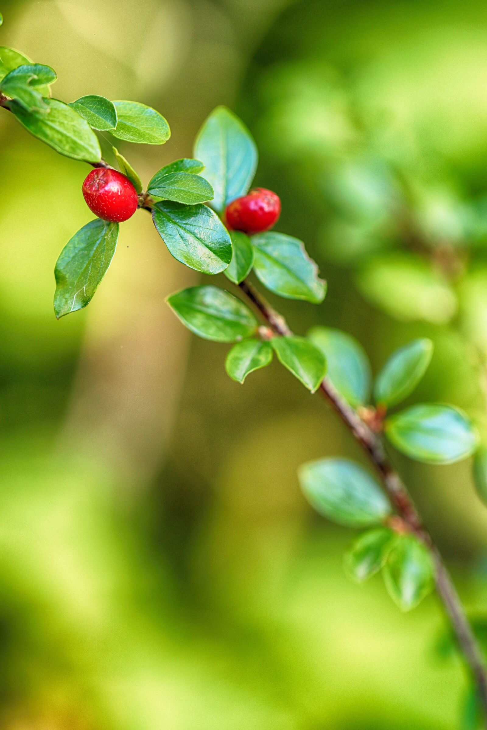 Canon EF 100mm F2.8L Macro IS USM sample photo. Berry, nature, red photography