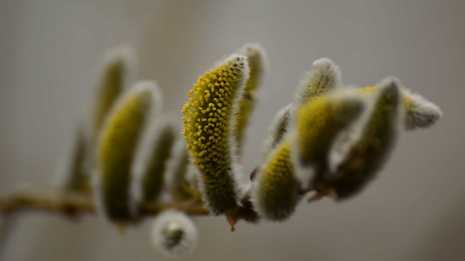 Nikon D3200 sample photo. Yves, spring, the basis photography