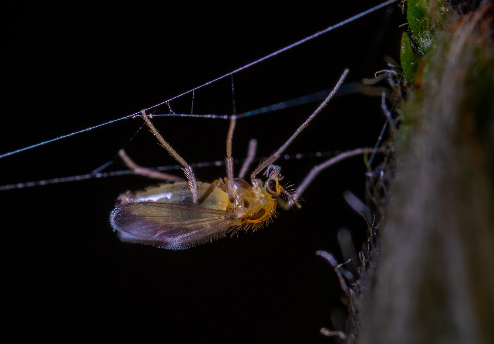 #124 65/2.8 sample photo. Insect, macro photography