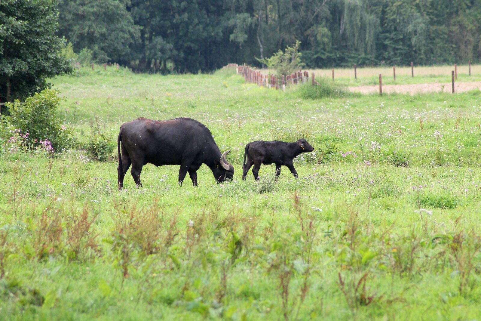 Canon EOS 1100D (EOS Rebel T3 / EOS Kiss X50) sample photo. Grass, nature, animal photography