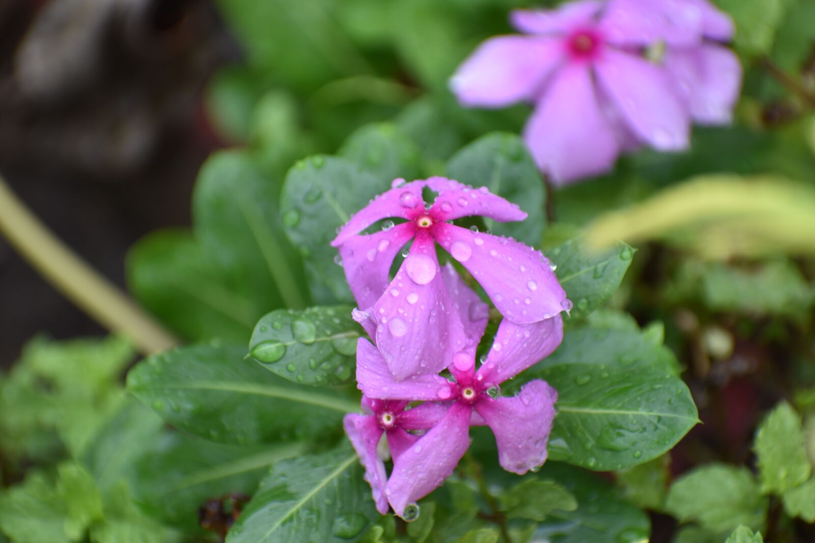 Nikon D5600 sample photo. Vinca rosea, madagascar periwinkle photography