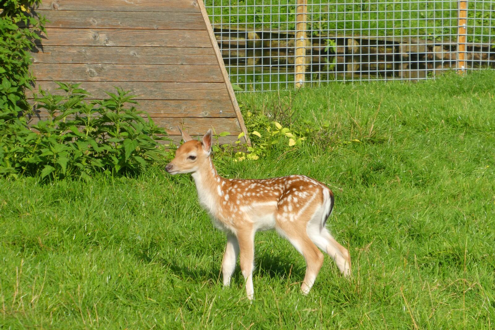 Panasonic Lumix DC-ZS70 (Lumix DC-TZ90) sample photo. Damhertje, a young deer photography
