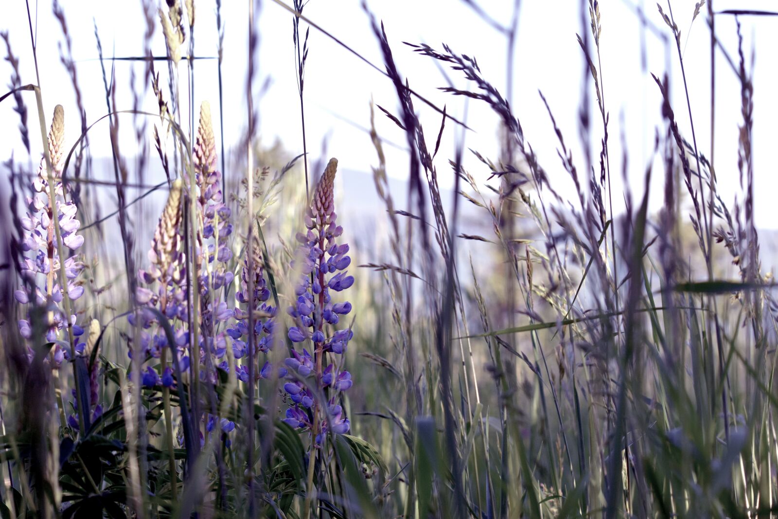 Nikon D7200 sample photo. Lavender, flower, weed photography