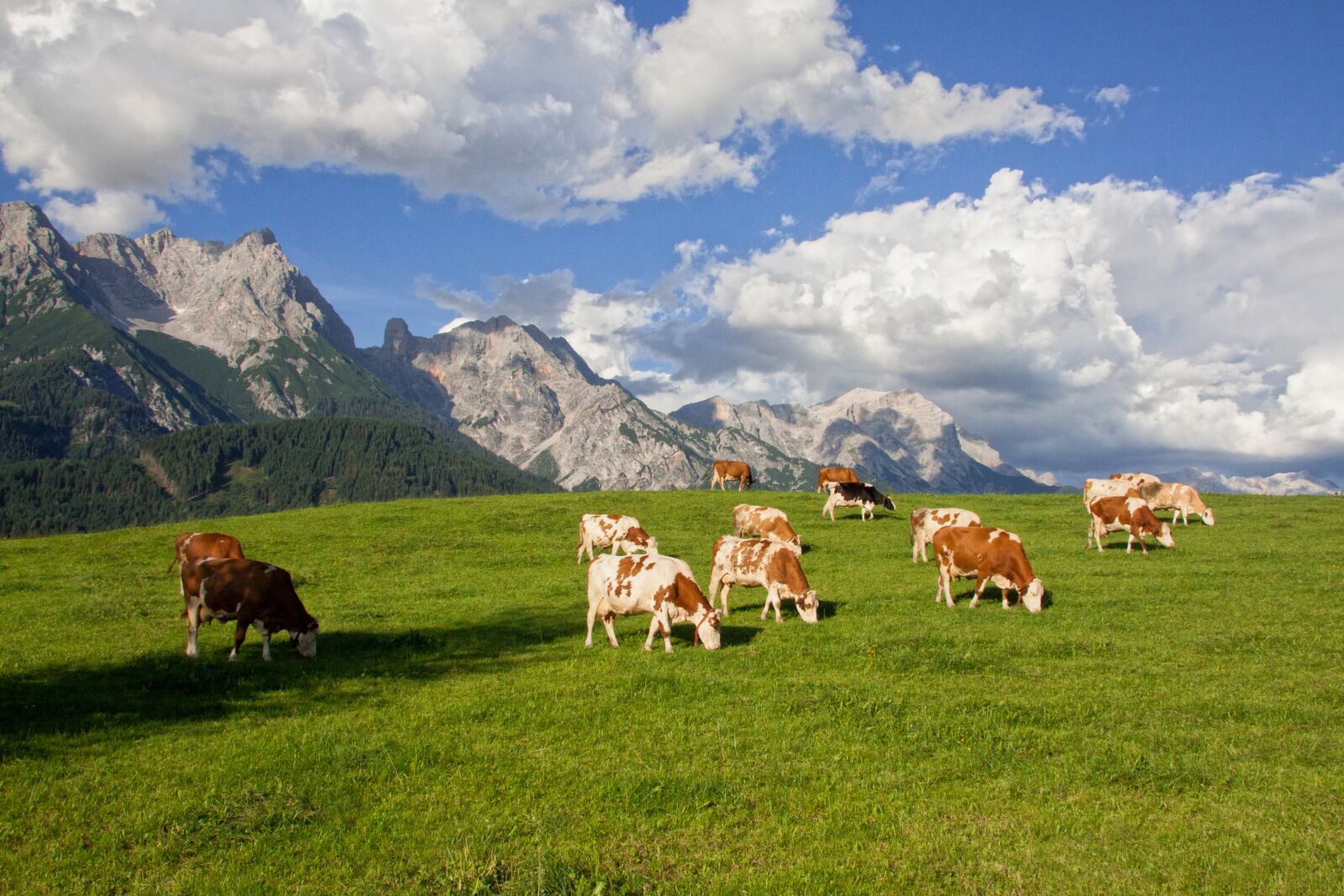 Canon EF-S 17-85mm F4-5.6 IS USM sample photo. Alm, pasture, mountains photography