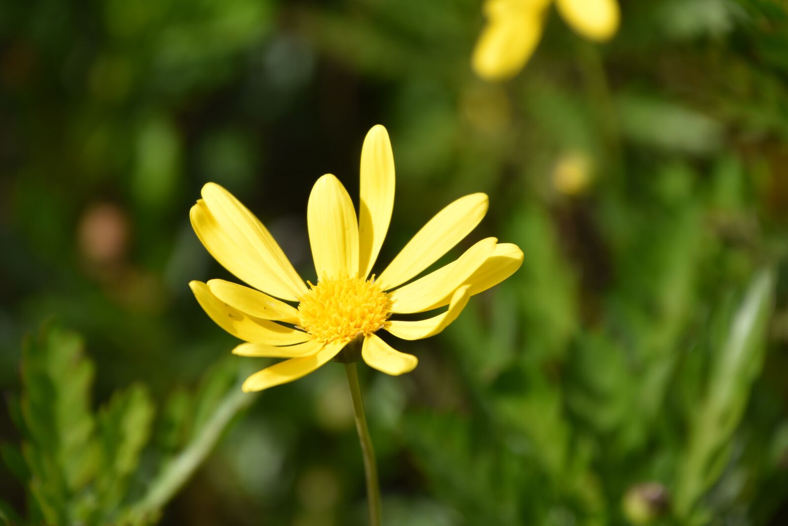 Nikon D5600 sample photo. Nature, plant, flower photography