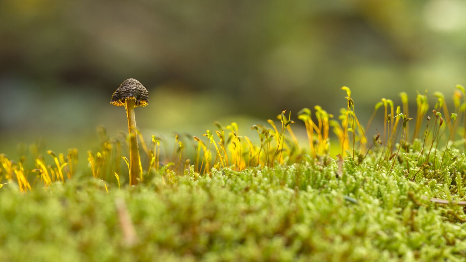 Canon EOS 7D sample photo. Mushroom, moss, sponge photography