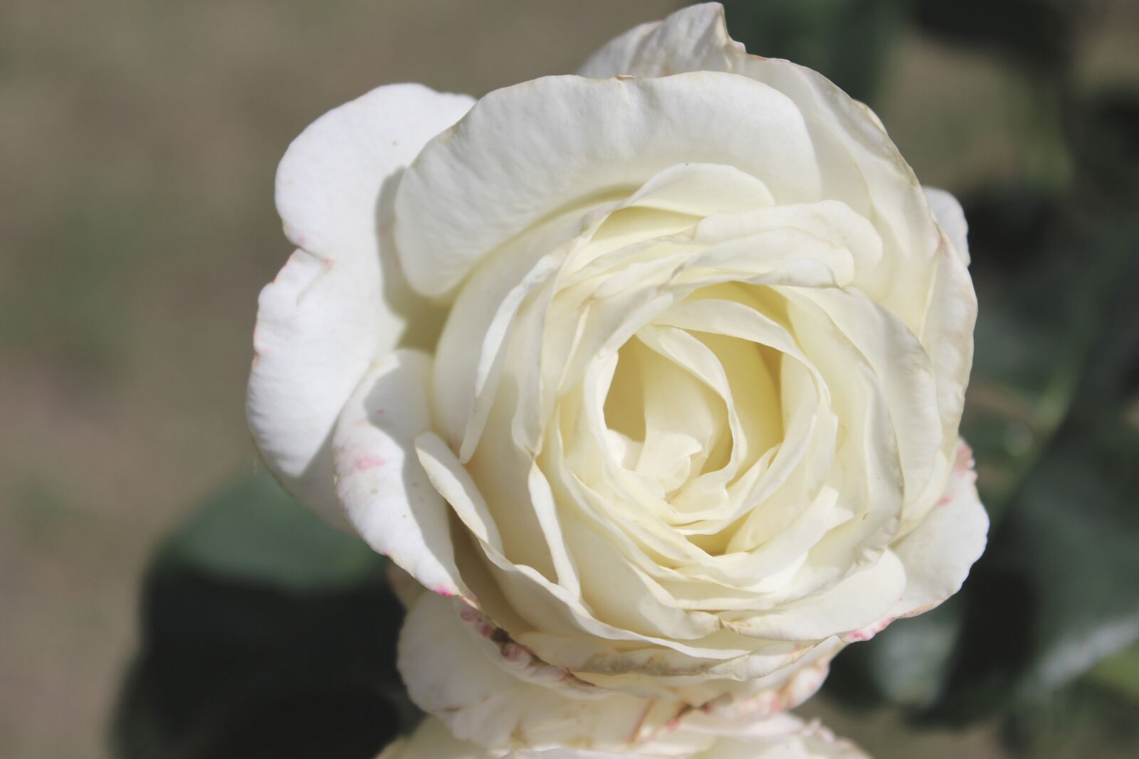 Canon EOS 600D (Rebel EOS T3i / EOS Kiss X5) sample photo. Flower, rose, petals photography