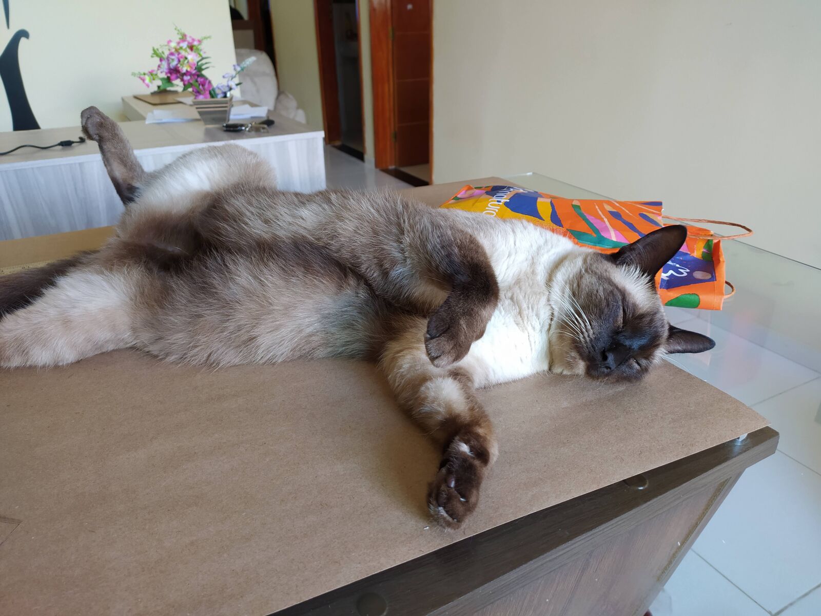 Xiaomi Redmi Note 8 sample photo. Dreamy, cat, in the photography