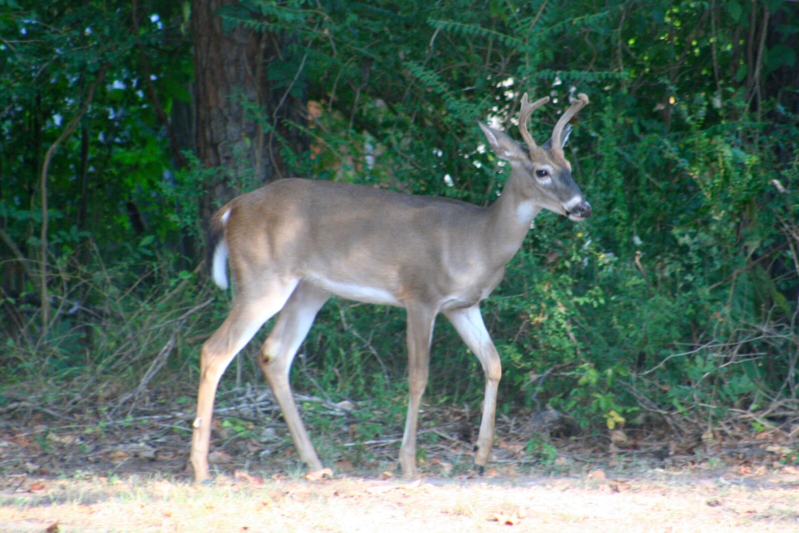Canon EOS 350D (EOS Digital Rebel XT / EOS Kiss Digital N) sample photo. Buck, deer, white, tailed photography