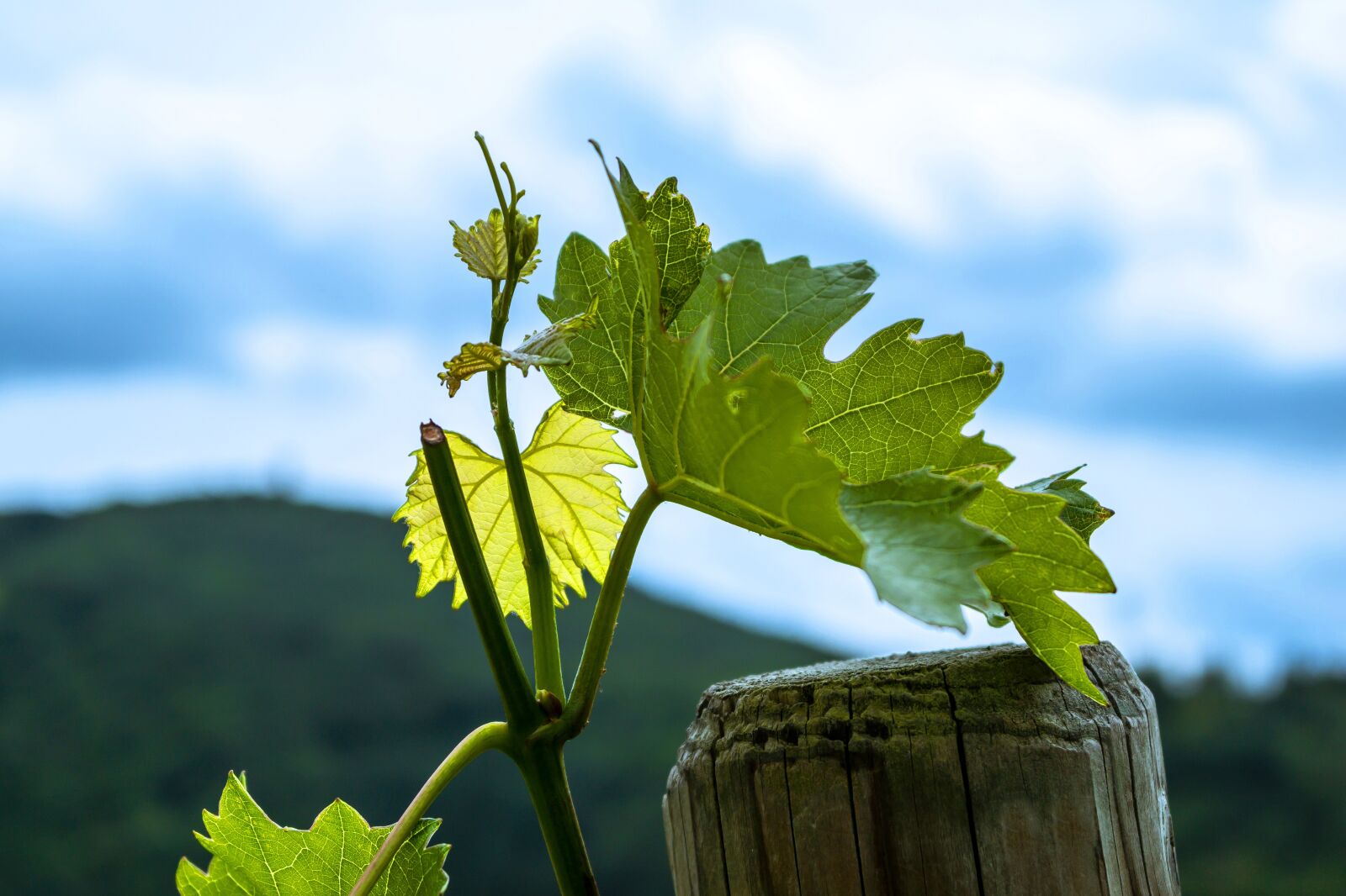 Samsung NX300M sample photo. Wine, leaves, vine photography