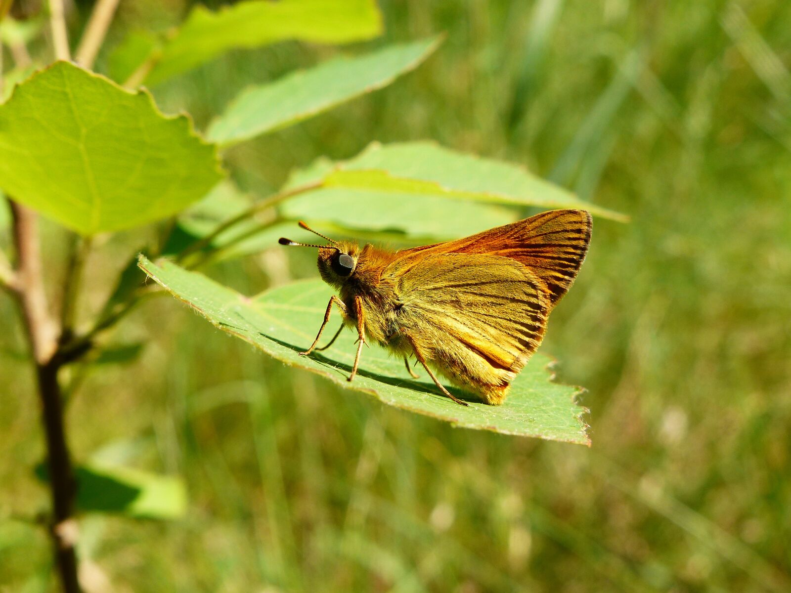 Panasonic Lumix DMC-FZ200 sample photo. Nature, butterfly day, insect photography