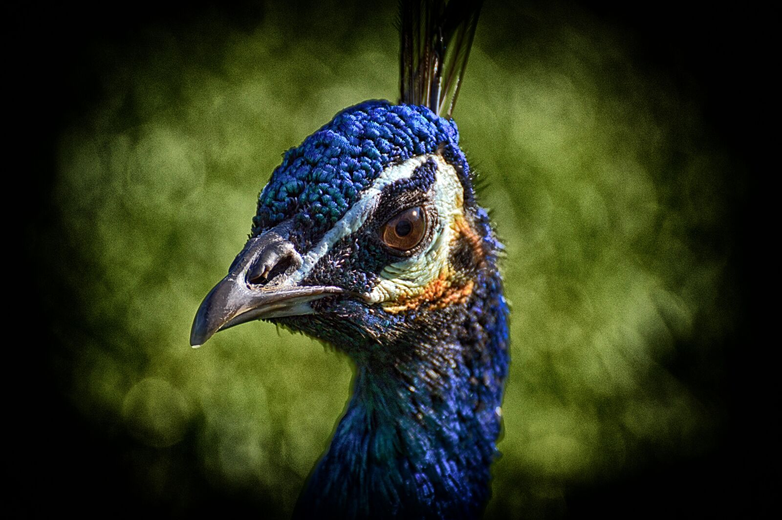 Nikon D3200 sample photo. Peacock, bird, poultry photography