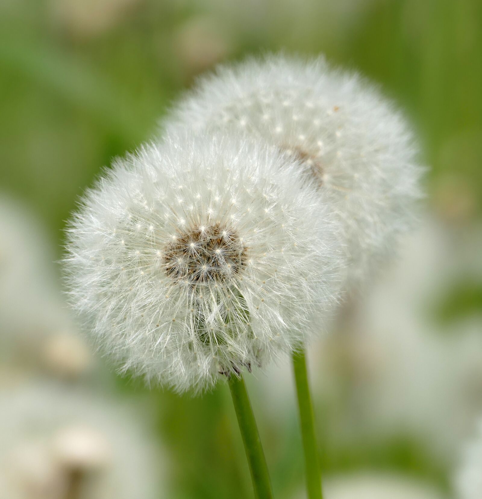 Panasonic Lumix DMC-FZ1000 sample photo. Dandelion, filigree, pointed flower photography